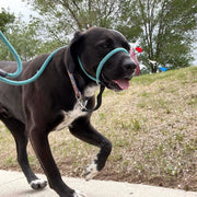 The Sidekick® standard size in Turquoise on a dog