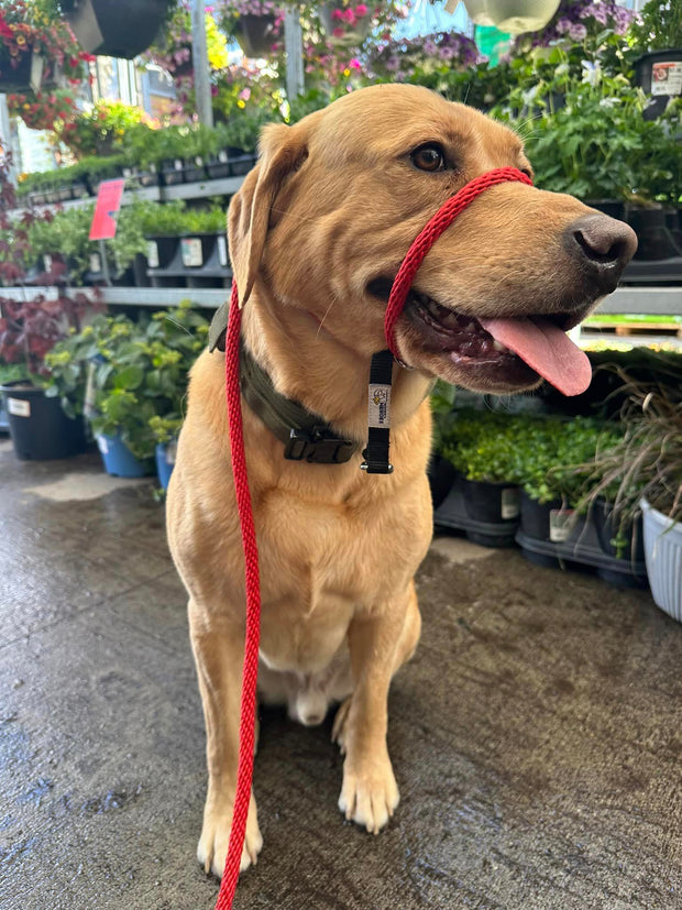 The Sidekick® in red on a dog